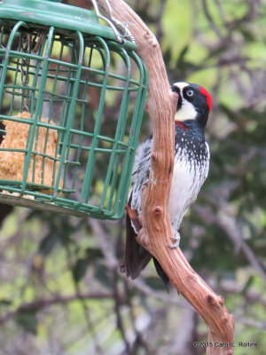 Acorn Woodpecker IMG_5015