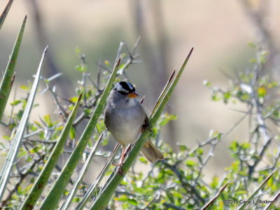 11 13 2015 White-crowned Sparrow