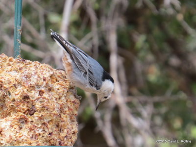 White-breasted Nuthatch     IMG_5395