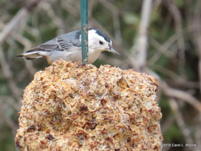 White-breasted Nuthatch     IMG_5401