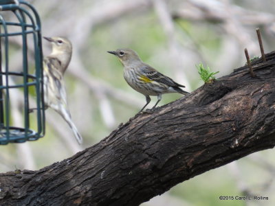 Yellow-rumped Warbler      IMG_5413