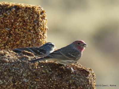 11 17 2015 Sparrow and Finch