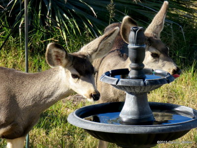11 18 2015 Deer at the Fountain