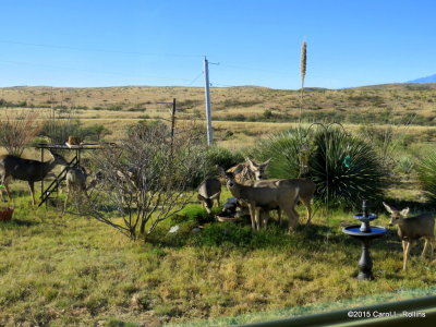 The Deer are Back IMG_1084