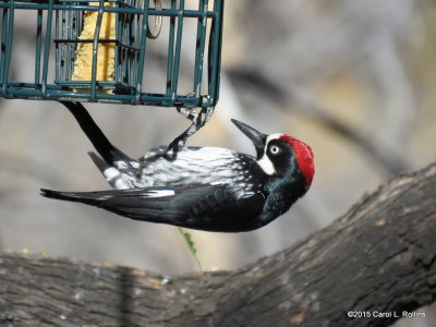 Acorn Woodpecker     IMG_1325