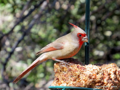 Pyrrhuloxia          IMG_6206