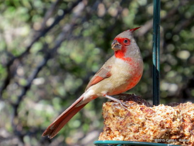 Pyrrhuloxia     IMG_6207