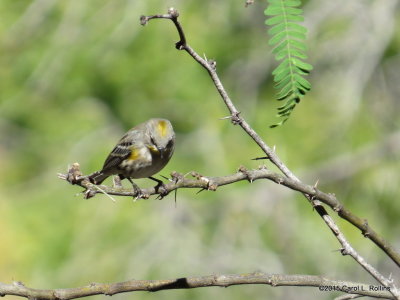 Yellow-rumped Warbler      IMG_6214