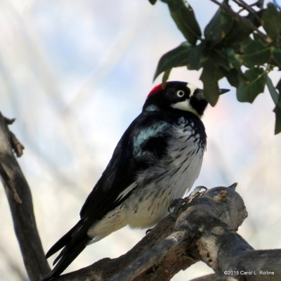 Acorn Woodpecker      IMG_6215