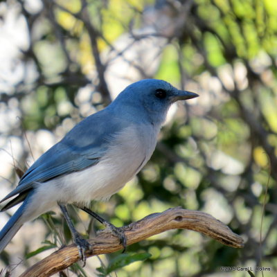 Mexican Jay      IMG_6227