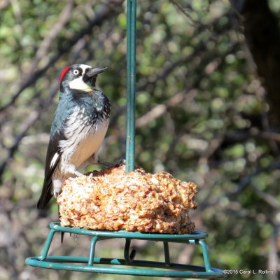 Acorn Woodpecker     IMG_6230