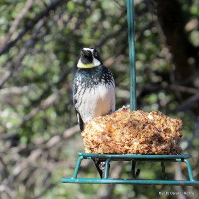 Acorn Woodpecker      IMG_6229