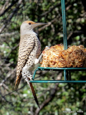 Red-shafted Northern Flicker IMG_6245
