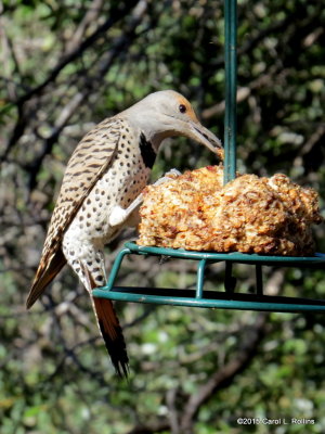 Red-shafted Northern Flicker     IMG_6239