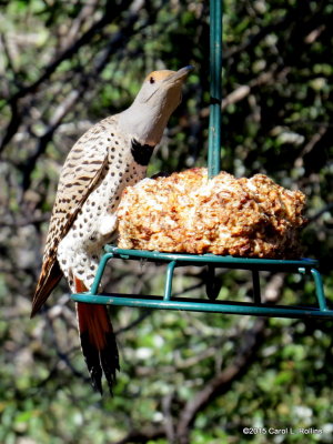 Red-shafted Northern Flicker Series