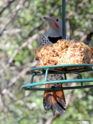 Red-shafted Northern Flicker IMG_6278