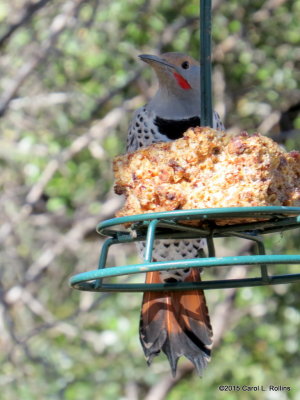 Red-shafted Northern Flicker      IMG_6278