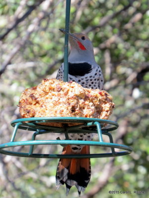Red-shafted Northern Flicker      IMG_6276