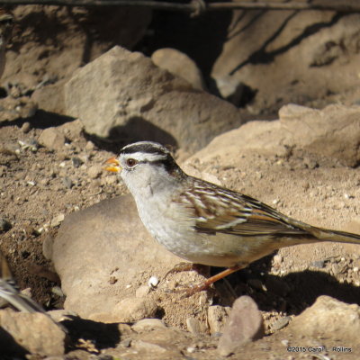 White-crowned Sparrow     IMG_6314