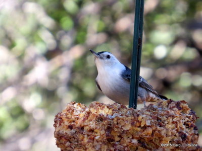 White-breasted Nuthatch IMG_6322