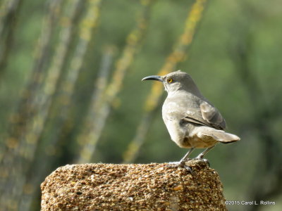 Curve-billed Thrasher Series