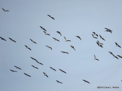 11 30 2015 Sandhill Cranes