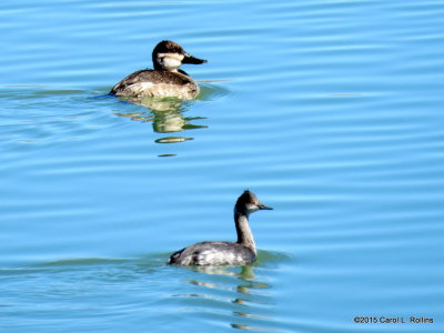 Ruddy Duck and Grebe     IMG_0625