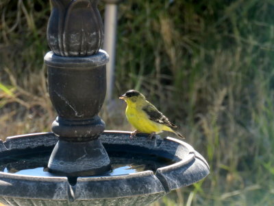 12 02 2015 Lesser Goldfinch