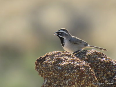 12 03 2015 Black-throated Sparrow