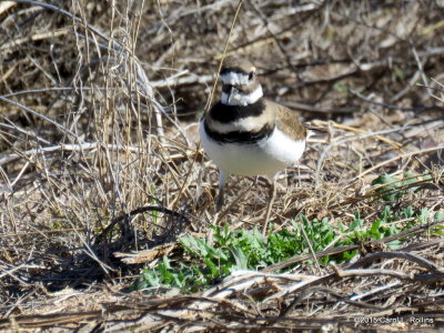 Killdeer     IMG_0678