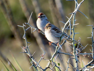 12 05 2015 Chipping Sparrows