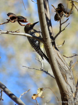 Gila Woodpecker          IMG_2302