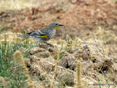 12 07 2015 Yellow-rumped Warbler