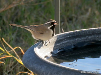 Black-throated Sparrow IMG_1039