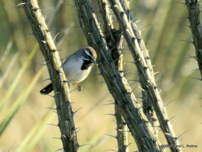 Black-throated Sparrow IMG_1048