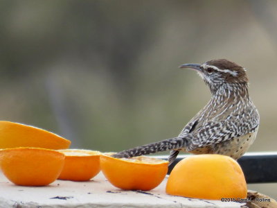 12 09 2015 Cactus Wren