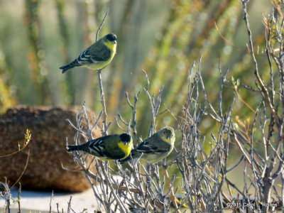 Lesser Goldfinch IMG_0567