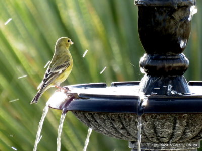 12 10 2015 Lesser Goldfinch