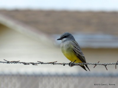 Kingbird     IMG_0838-001