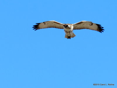 12 15 2015 Red-Tailed Hawk