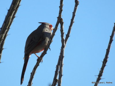 12 16 2015 Pyrrhuloxia