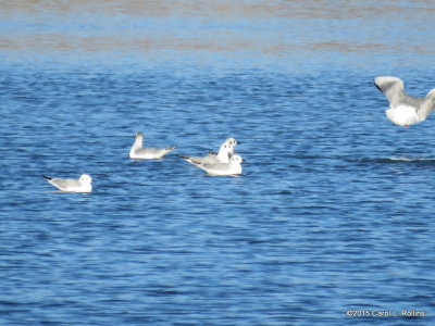 Bonaparte's Gulls     IMG_1215