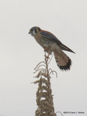 12 19 2015  American Kestrel