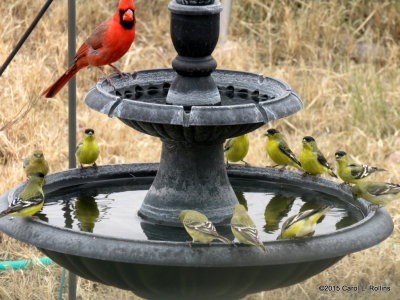 Cardinal & Lesser Goldfinch IMG_1298