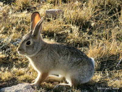 12 21 2015 Desert Cottontail