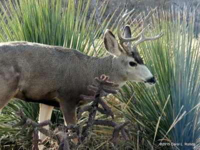 Mule Deer Buck IMG_1425