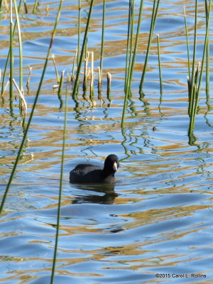 American Coot     IMG_1955