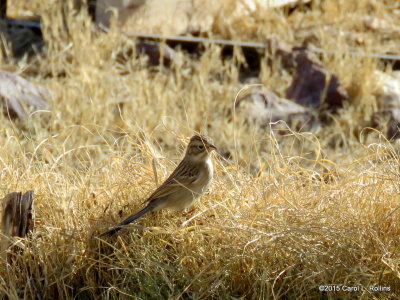 12 27 2015 Brewer's Sparrow