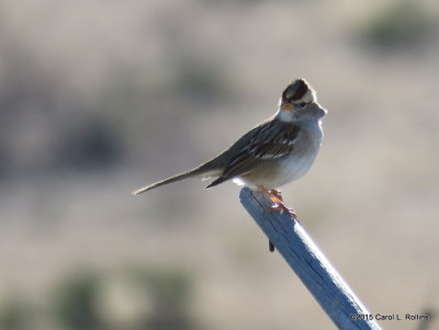 12 28 2015 White-crowned Sparrow