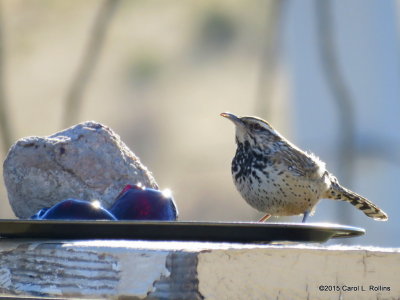 12 30 2015 Cactus Wren